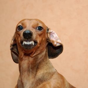 Meet your Posher, Shane